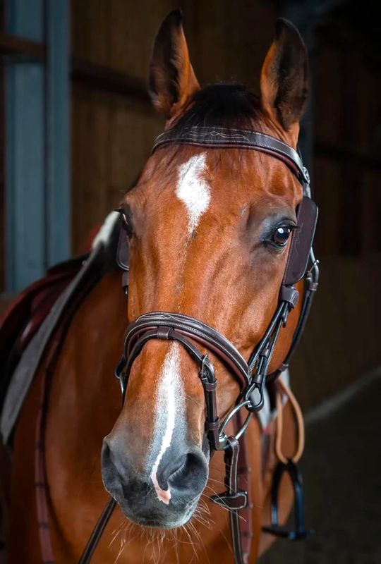 Dyon Blinkers