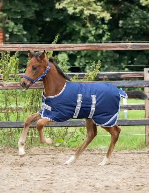 Hovedbilde Bucas Foal Turnout