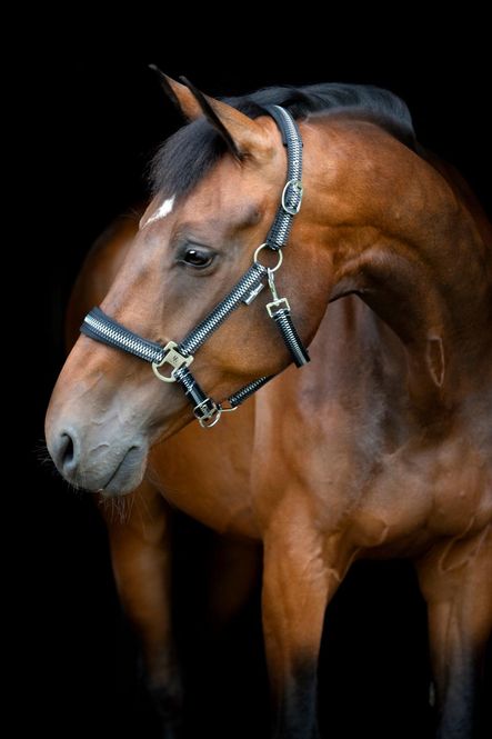Hovedbilde HorseGuard Cole Grime