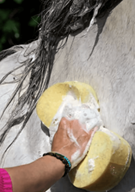 Hovedbilde CDM Horse Care Sponge