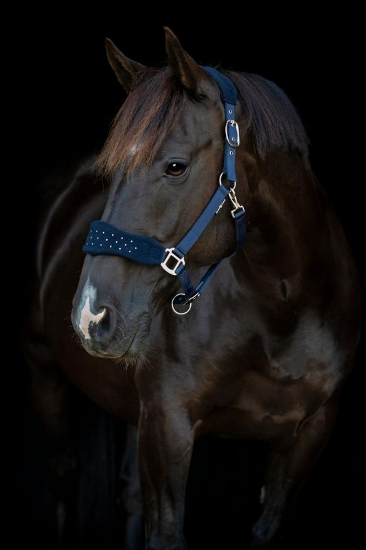 Horse Guard Anabel Grime