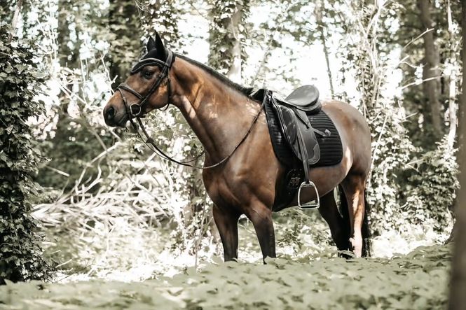 Hovedbilde Kentucky Saddle Pad Pearls DR