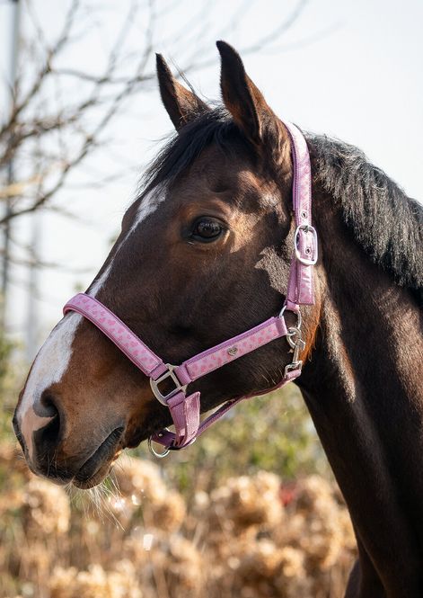 Hovedbilde QHP Lyvia Rosa