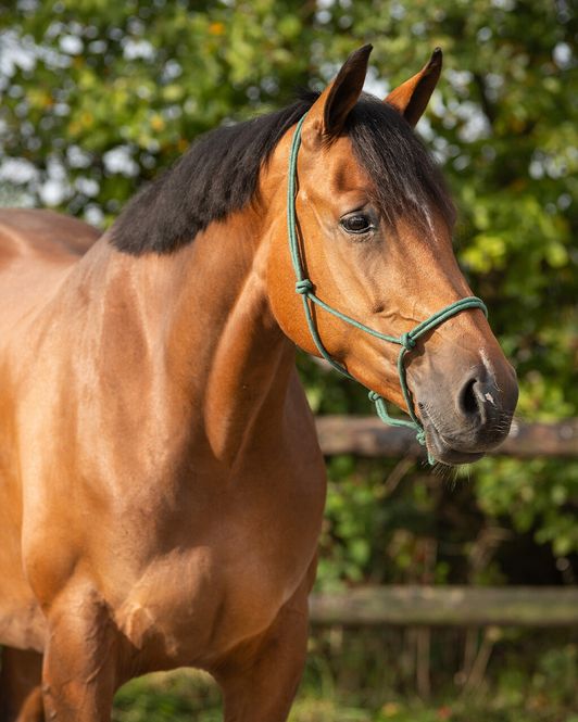 Hovedbilde QHP Rope Halter Basic