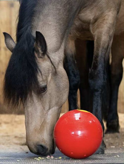 Hovedbilde Likit Snak a Ball